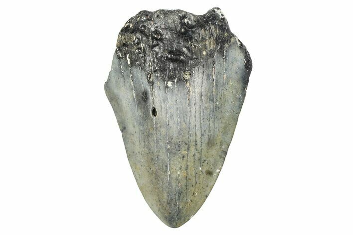 Partial, Fossil Megalodon Tooth - North Carolina #381543